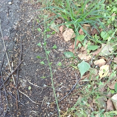 Capsella bursa-pastoris