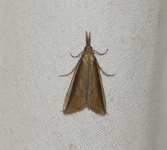 Donacaula albicostellus