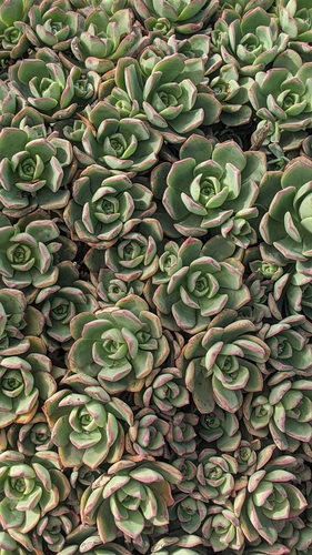 Aeonium haworthii