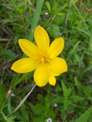 Zephyranthes citrina