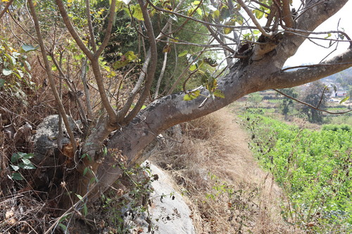Image of Ficus arnottiana by (c) Vikas D Prasad, some rights reserved (CC BY-SA)
