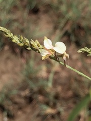 Indigofera zeyheri