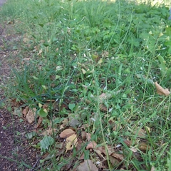 Capsella bursa-pastoris