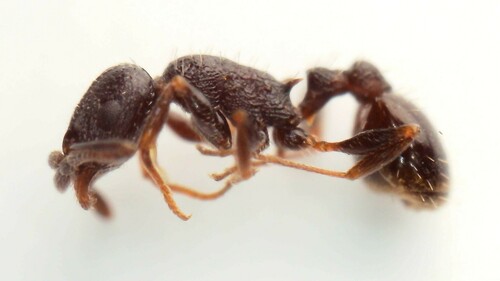 Temnothorax grouvelleiTemnothorax grouvellei