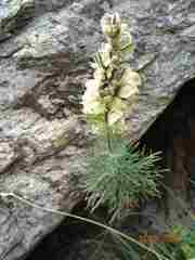 Aconitum anthora