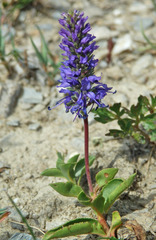 Veronica allionii