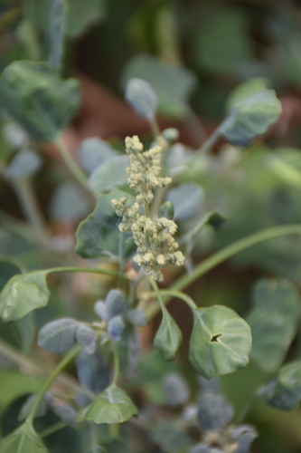 Chenopodium oahuense observed 2024-07-08