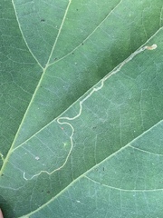 Phyllocnistis vitifoliella