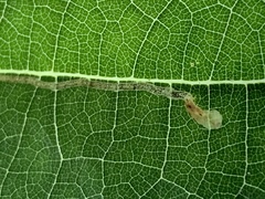 Phyllocnistis vitifoliella