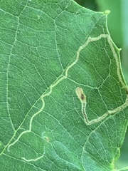 Phyllocnistis vitifoliella
