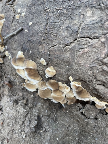 iNaturalist observation photo of Ganoderma polychromum