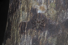 Phaeacius fimbriatus