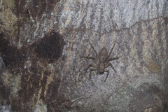 Phaeacius fimbriatus