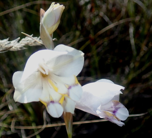 Image of Gladiolus patersoniae by no rights reserved