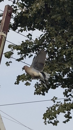 Laughing Dove