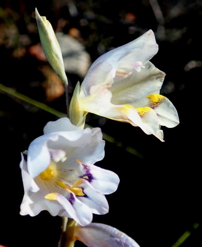 Gladiolus patersoniae F.Bolus