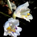 Gladiolus patersoniae - Photo Δεν διατηρούνται δικαιώματα, uploaded by Di Turner