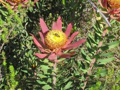 Leucadendron orientale