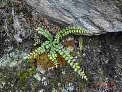 Asplenium adulterinum