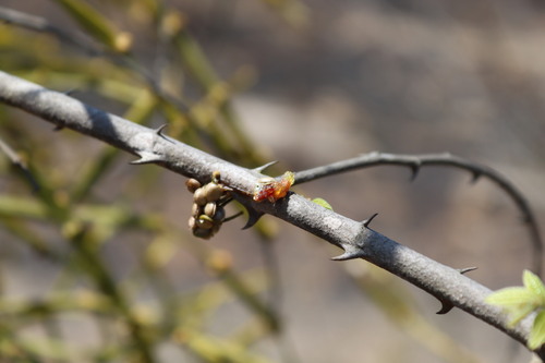 Image of Viscum articulatum by (c) Vikas D Prasad, some rights reserved (CC BY-SA)