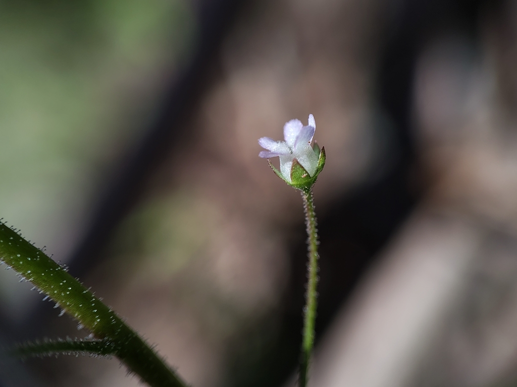 Limewater brookweed (Samolus ebracteatus)