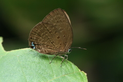 Arhopala major major