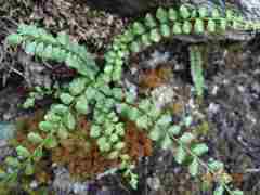 Asplenium adulterinum