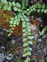 Asplenium adulterinum