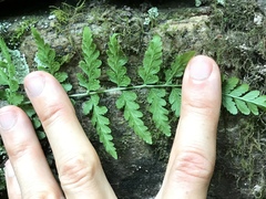 Cystopteris tennesseensis