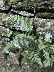 Cystopteris tennesseensis