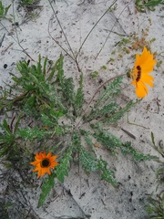Arctotis breviscapa