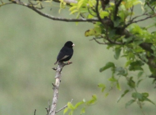 Dusky Indigobird (Vidua funerea), photo 6