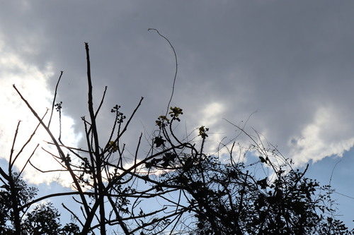 Silk-cotton tree (Cochlospermum religiosum)