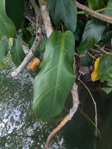 Guaimbê