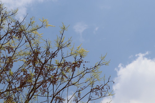 Image of Ceylon satinwood by (c) Vikas D Prasad, some rights reserved (CC BY-SA)