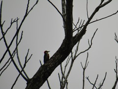 Melanerpes flavifrons