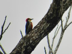 Melanerpes flavifrons