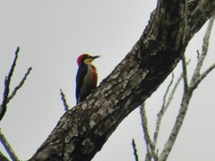 Melanerpes flavifrons