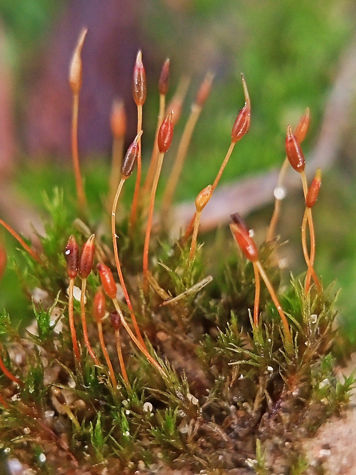 Ditrichum pusillum