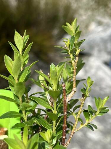 Image of Ovalleaf Buchu (Agathosma crenulata) by (c) Ren Hoekstra, some rights reserved (CC BY)