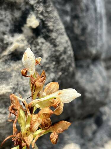 Image of Satyrium pallens by (c) Ren Hoekstra, some rights reserved (CC BY)