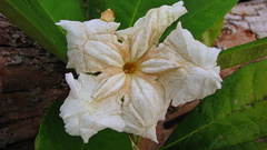 Tabebuia stenocalyx