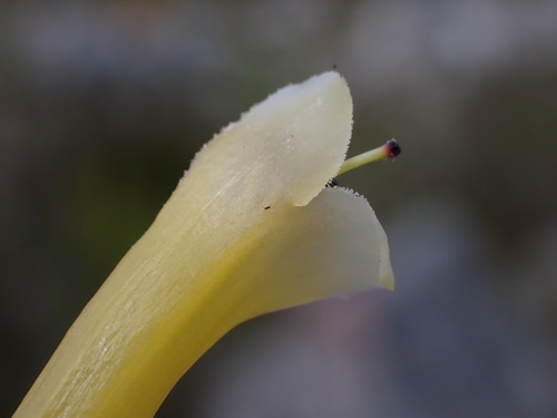 Image of Erica pinea by (c) Ren Hoekstra, some rights reserved (CC BY)