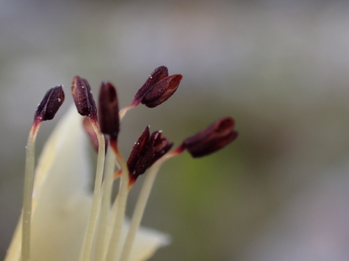 Image of Golden Pine Heath (Erica pinea) by (c) Ren Hoekstra, some rights reserved (CC BY)