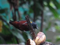 Euphonia pectoralis