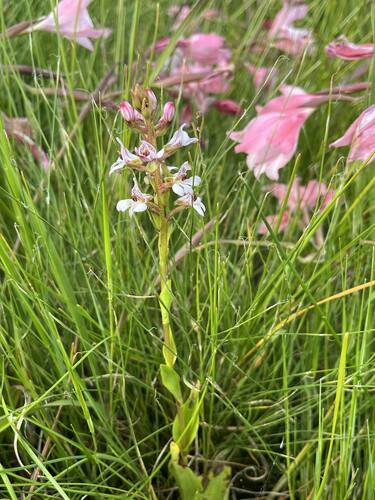 Image of Satyrium rhynchanthum by (c) Ren Hoekstra, some rights reserved (CC BY)