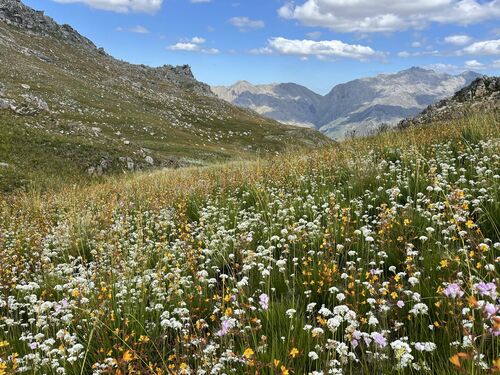 Image of Ornithogalum thyrsoides by (c) Ren Hoekstra, some rights reserved (CC BY)