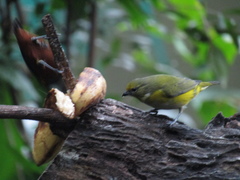 Euphonia pectoralis