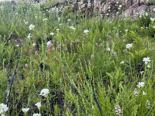 Image of Satyrium rhynchanthum by (c) Ren Hoekstra, some rights reserved (CC BY)