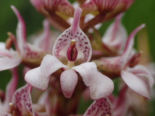 Stickytip Satyre (Satyrium rhynchanthum)